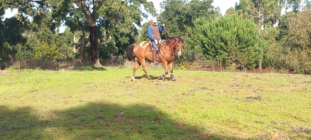 Cavalo castrado bem montado muito mansinho ideal para qualquer pessoa