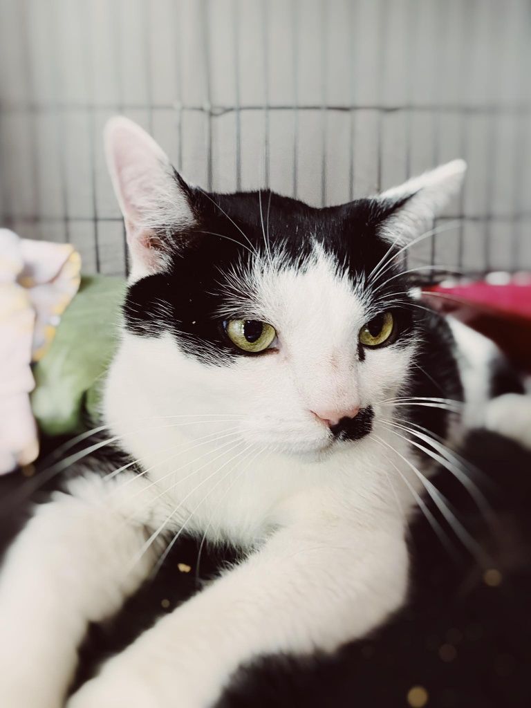 Kocurek Simba do adopcji