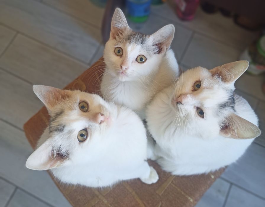 Котята добрі, грайливі.
