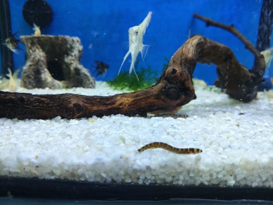 Cobra    kulhi  (pangio  kuhlii)