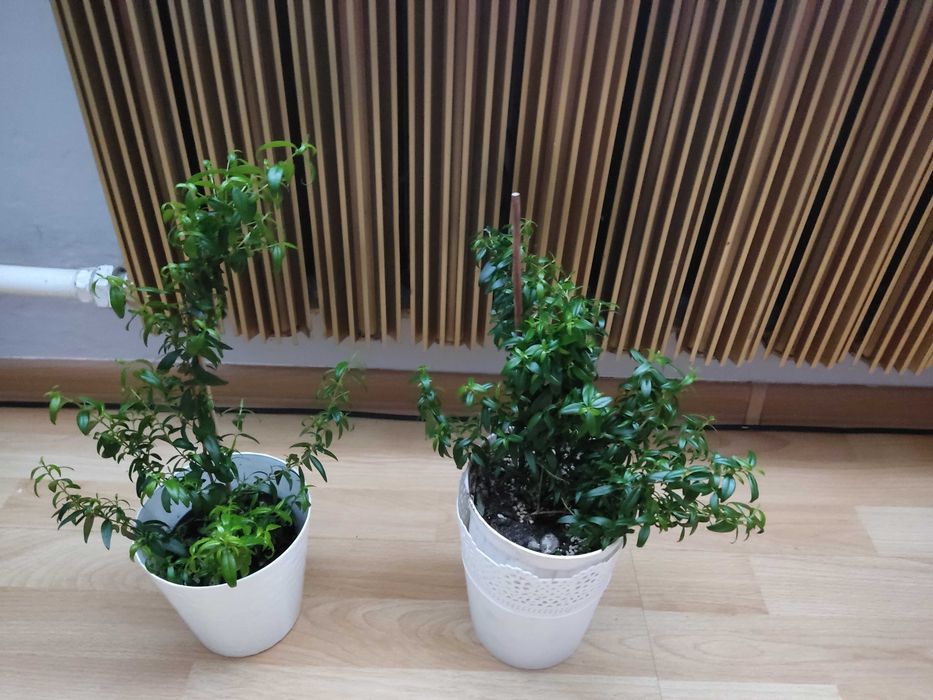 Mirta sadzonki drzewko