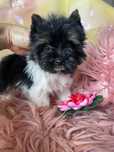 Yorkshire terrier  biewer miniaturka suczka Stella paszport