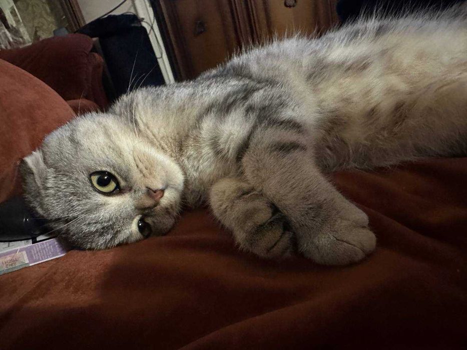 В'язка для котиків