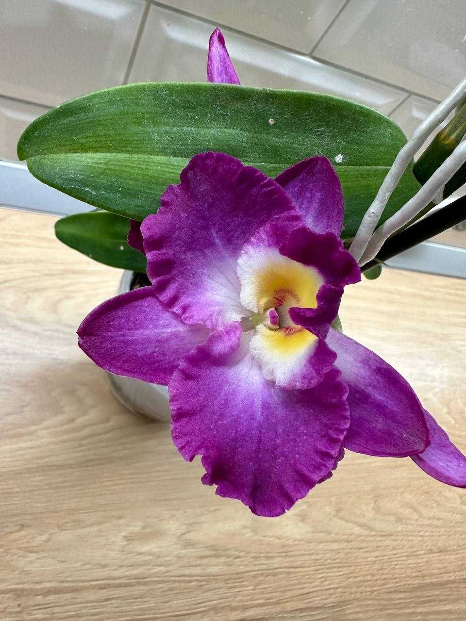 Дітки орхідеї Dendrobium nobile