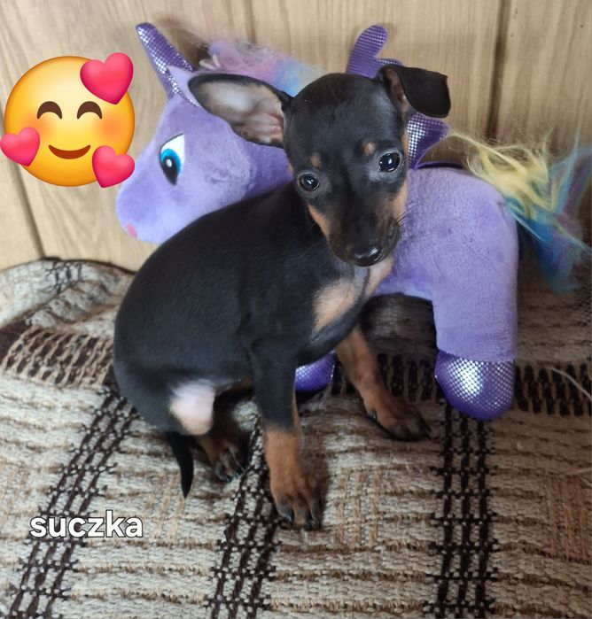 Sprzedam suczkę pinczerkę .