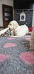 Golden Retriever FCI Zkwp
