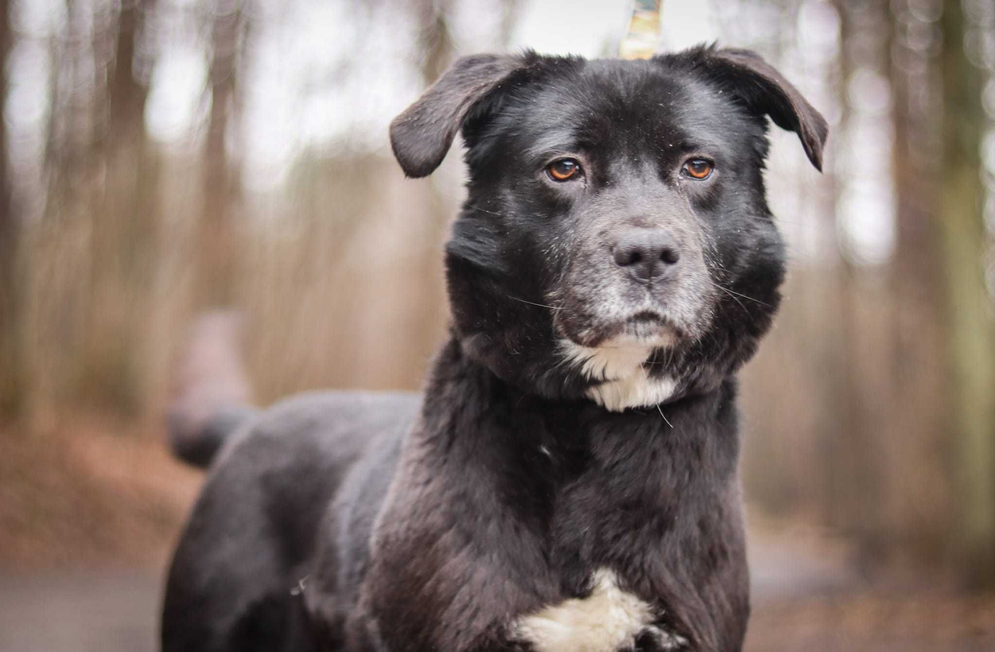 Bardzo sympatyczna, grzeczna Bambia do adopcji