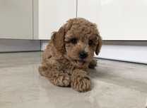 Пудель Кокос toy poodle