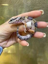 Ящірка для домашнього тераріума - Леопардовий гекон (еублефар)