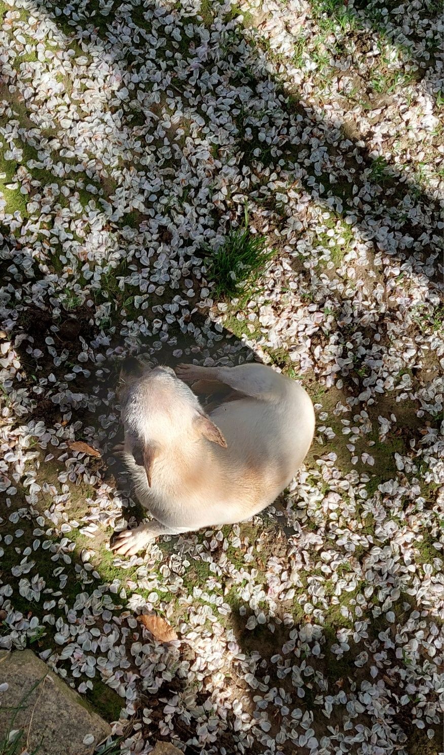 Mała suczka chihuahua