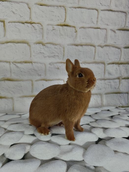 Króliczek Karzełek, Miniaturka, króliczek domowy, różne odmiany barwne