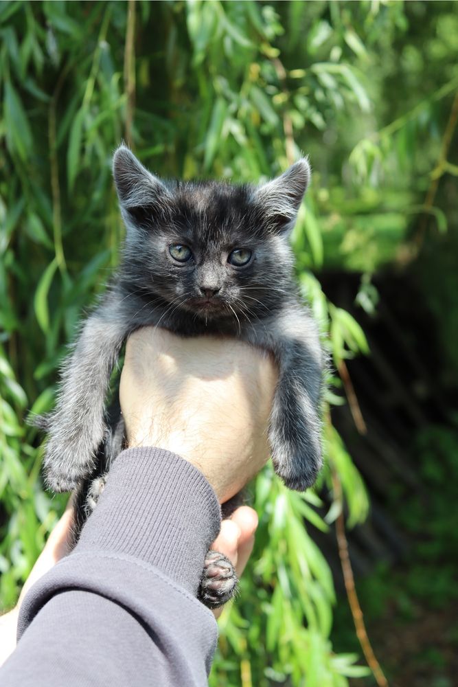 Кошенята в добрі руки