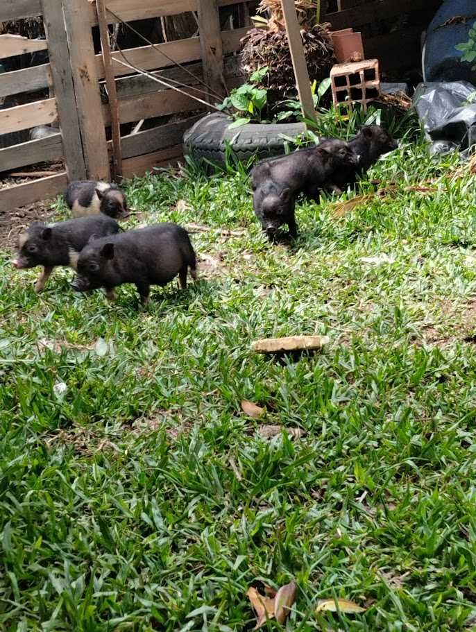 Porquinhos vietnamitas com 2 meses