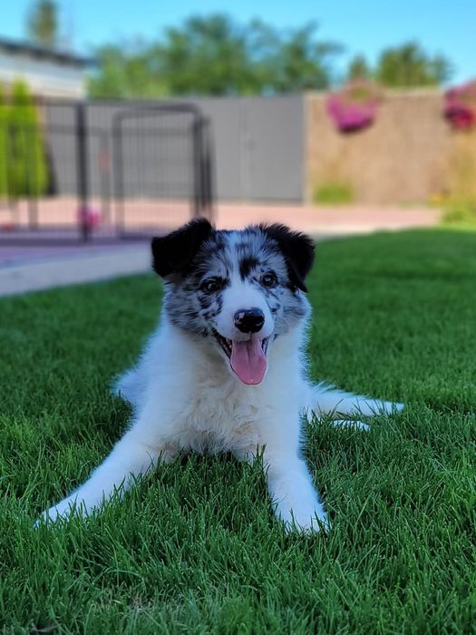 Śliczny piesek Border Collie