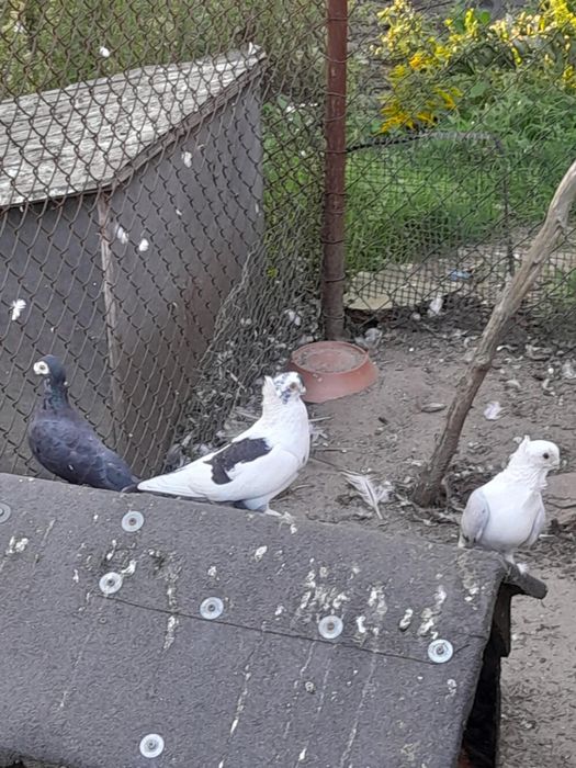 Tanio Piękne gołębie