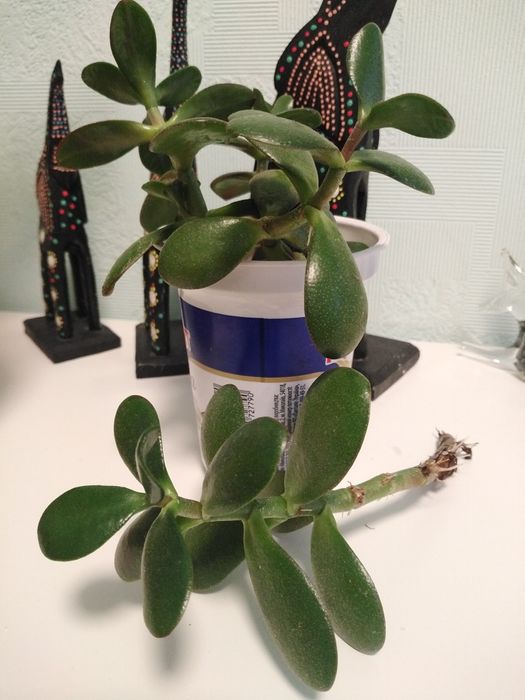 Крассула, Толстянка, Денежное дерево