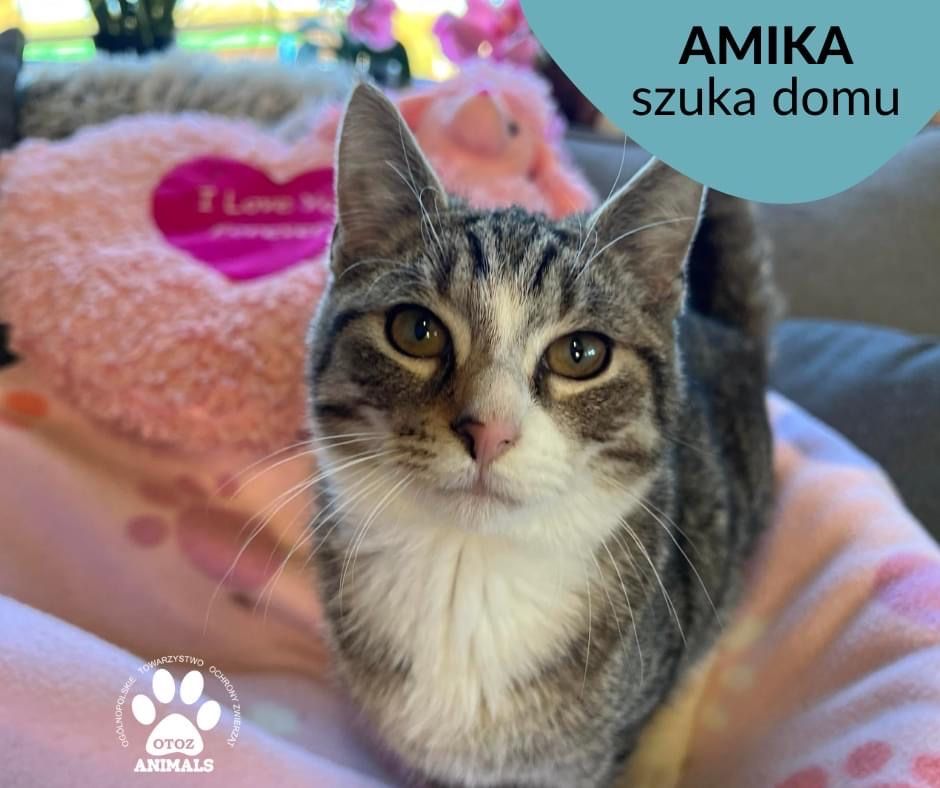 Znaleziono kotkę w Wejherowie-Amika szuka domu