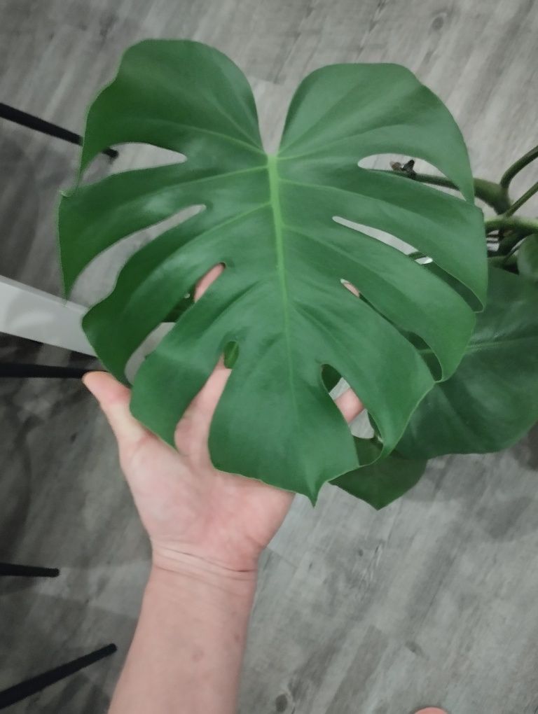 Kwiat Monstera zdrowa