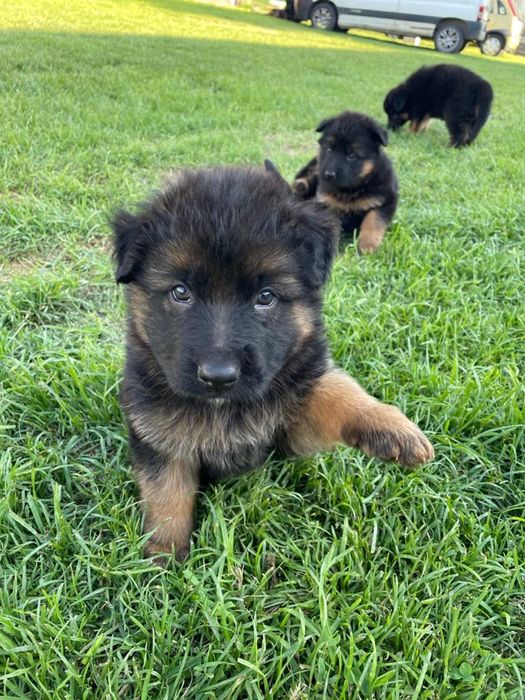 Szczeniak owczarek niemiecki długowłosy