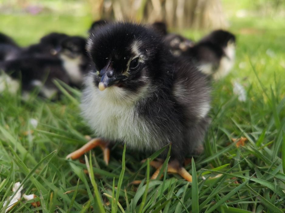 Pisklęta, kurczęta australorp, australorpy,