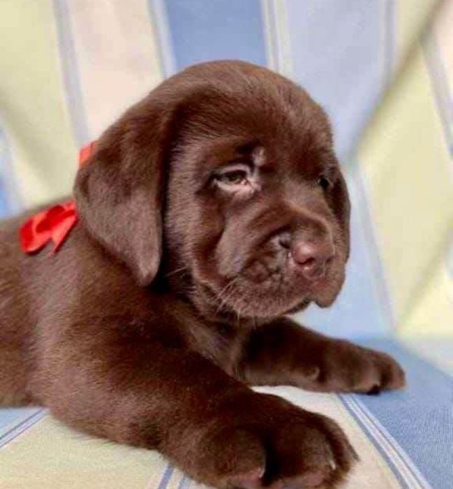 Мишки Лабрадор Ретривер щенки питомника с Доставкой оплата по факту