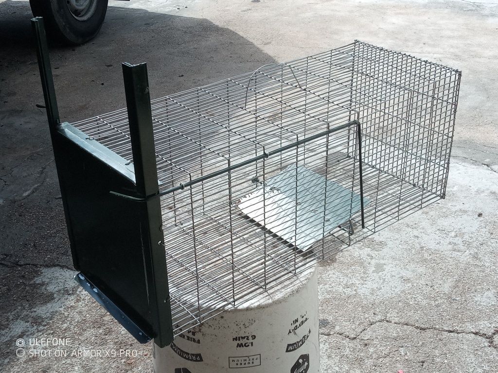 Gaiola predadores
