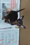 Pinscher mini top linda