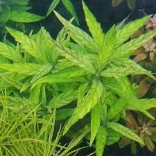 GB IN-VITRO Staurogyne 'porto vehlo' rośliny akwariowe