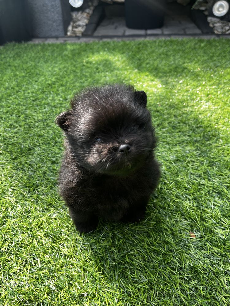 Szpic miniaturowy - pomeranian