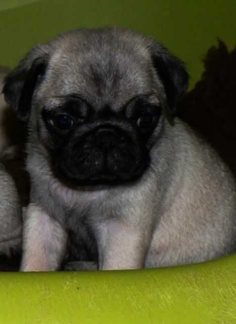 Pug Carlin lindo