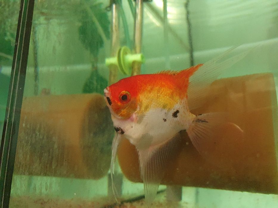 Skalar Red Devil ok 3 CM, real foto rodziców dużo ryb W-wa od Tapajos