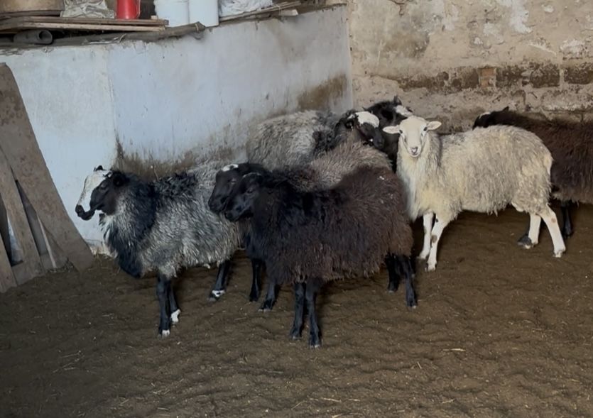 Продам баранів живою вагою