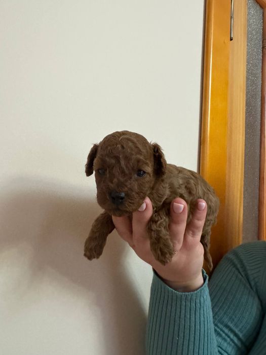 Той пудель Ред Браун