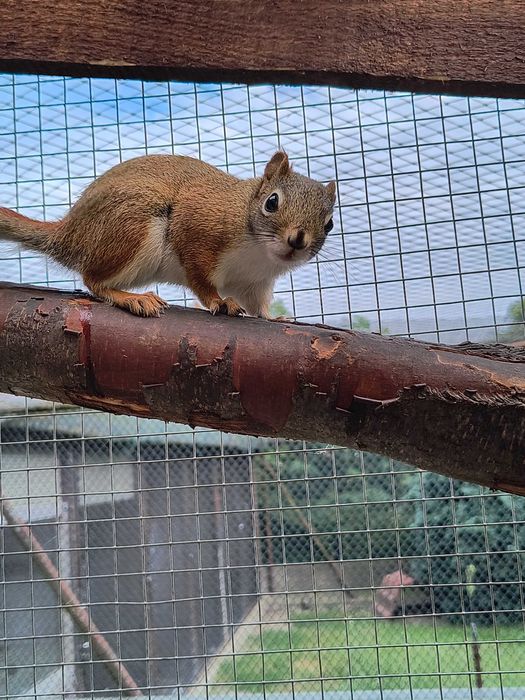 Sprzedam Wiewiórki Hudsona