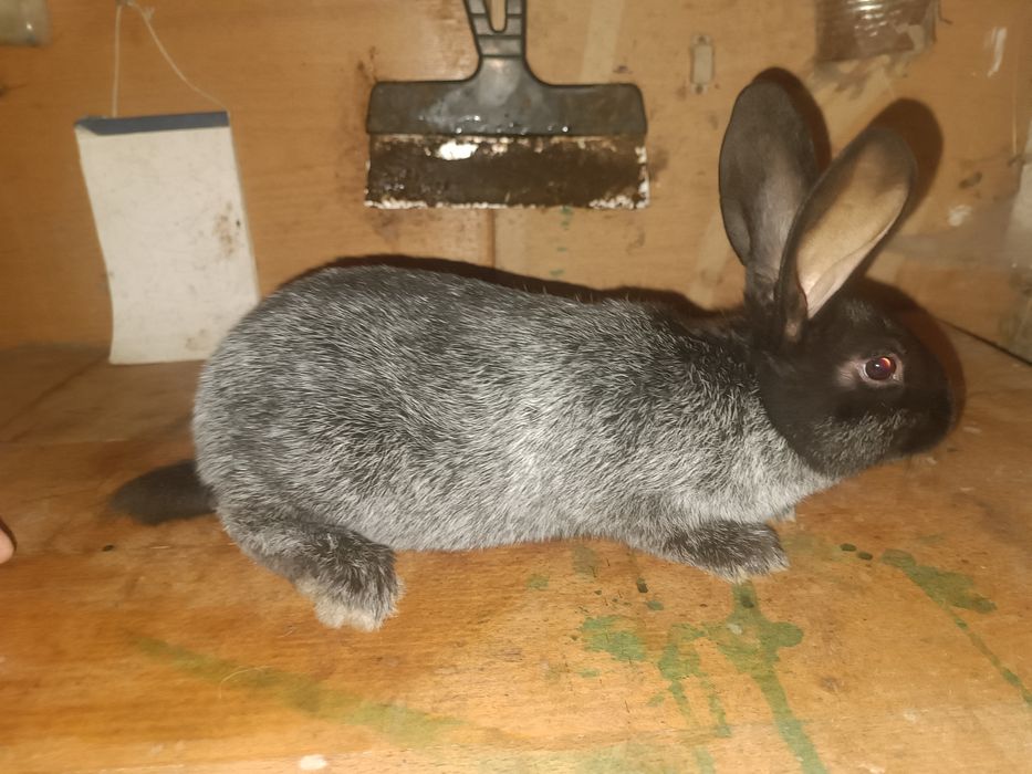 Продам кролі Полтавське Срібло