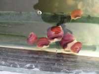 Ślimaki akwariowe