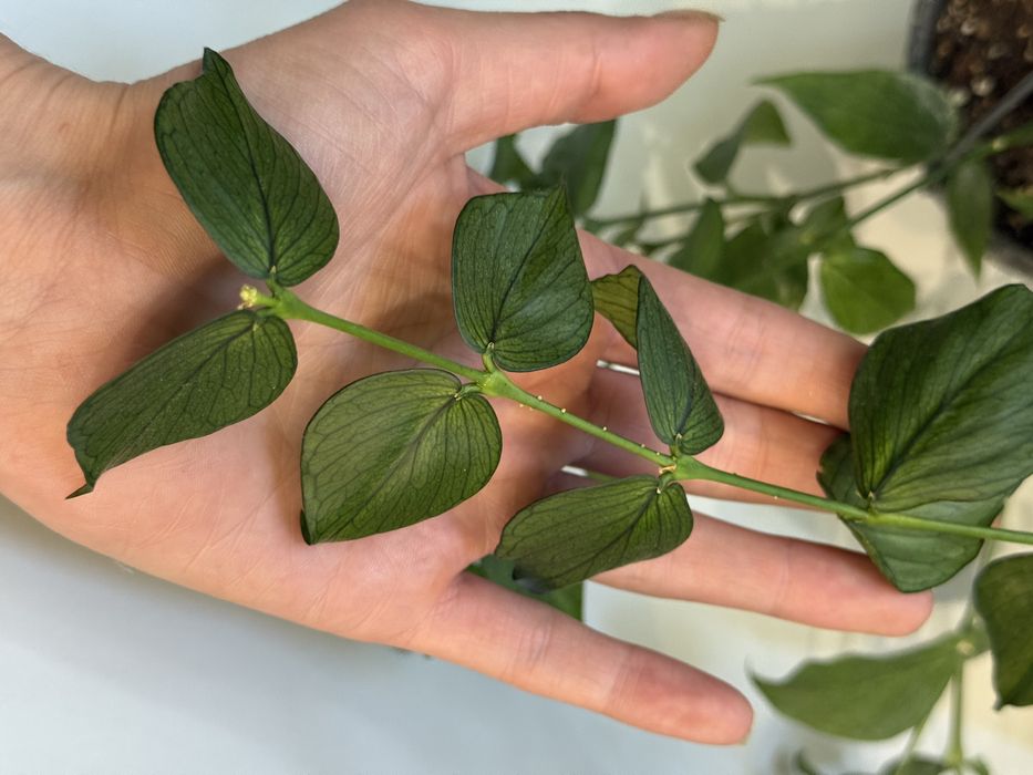 Hoya polyneura hoja