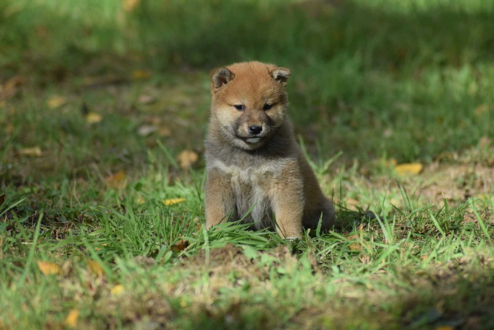 Shiba z rodowodem po Championach - ojciec z Japoni