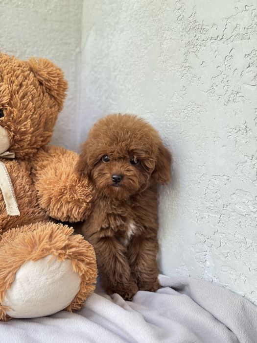 Мальтіпу тедді тікап пудель