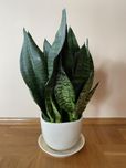 Sansevieria Sanseveria Sanseweria kwiat 35 cm