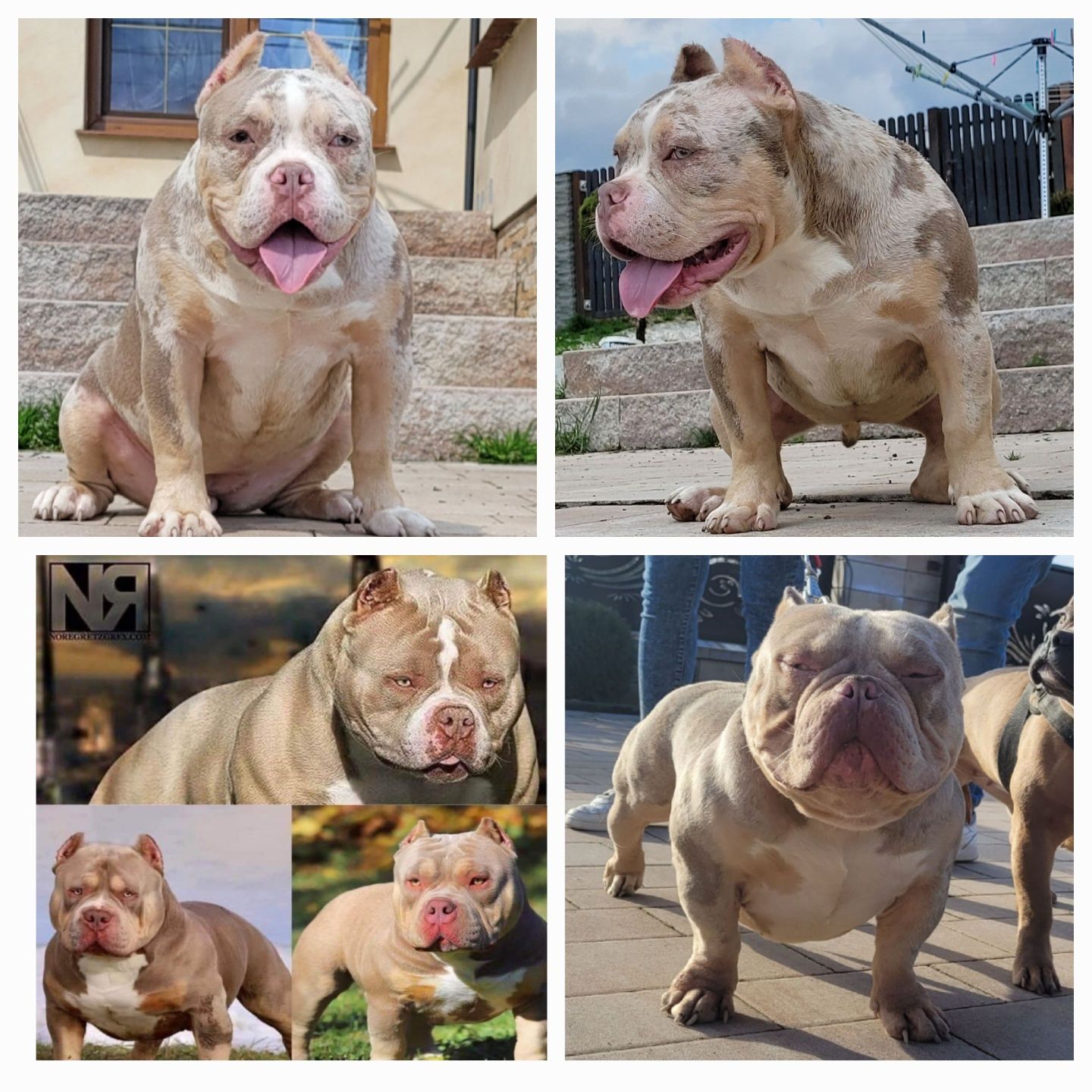 American bully suczka Cowboy Bloodline LOUIS-V