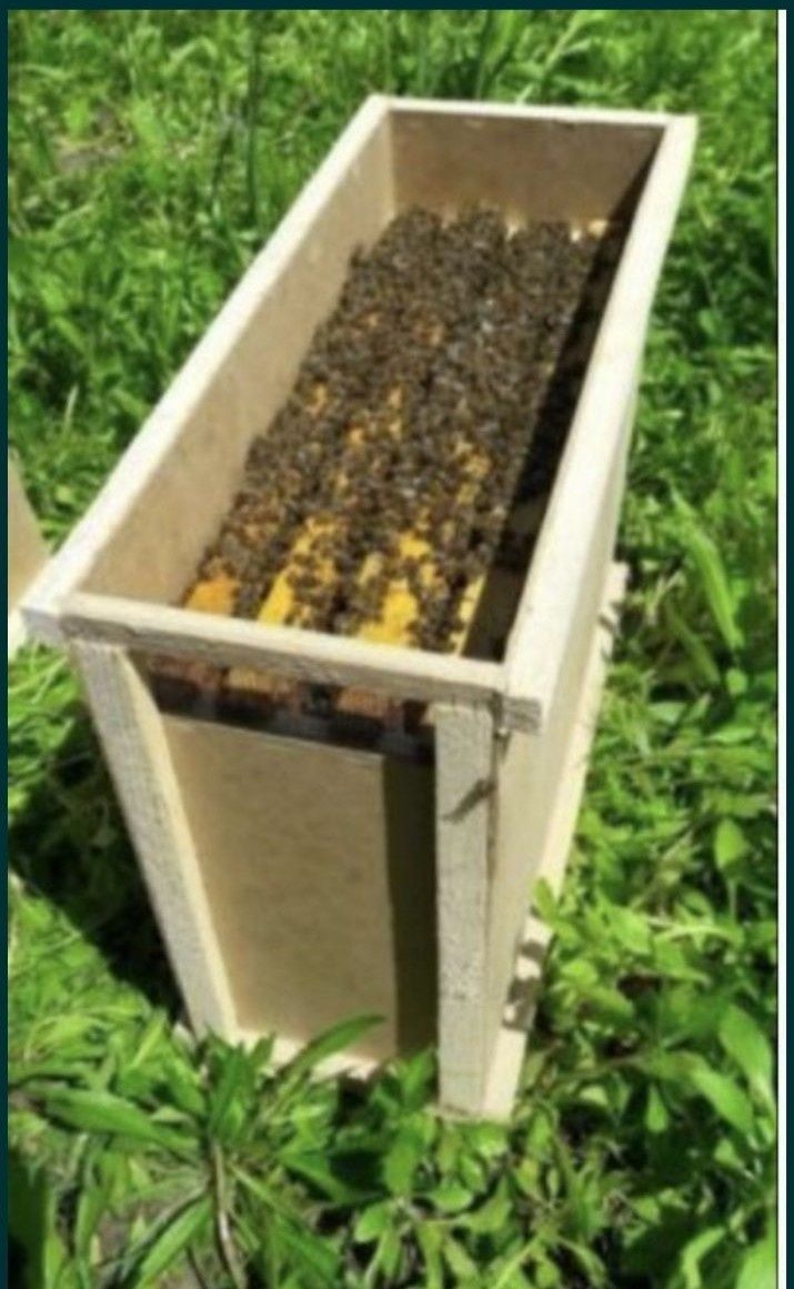 Продам бджолопакети бджоли.