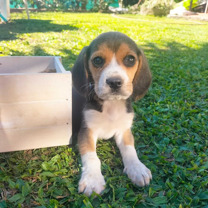 Beagle qualidade macho