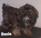 Shih tzu sunia Basia Green House