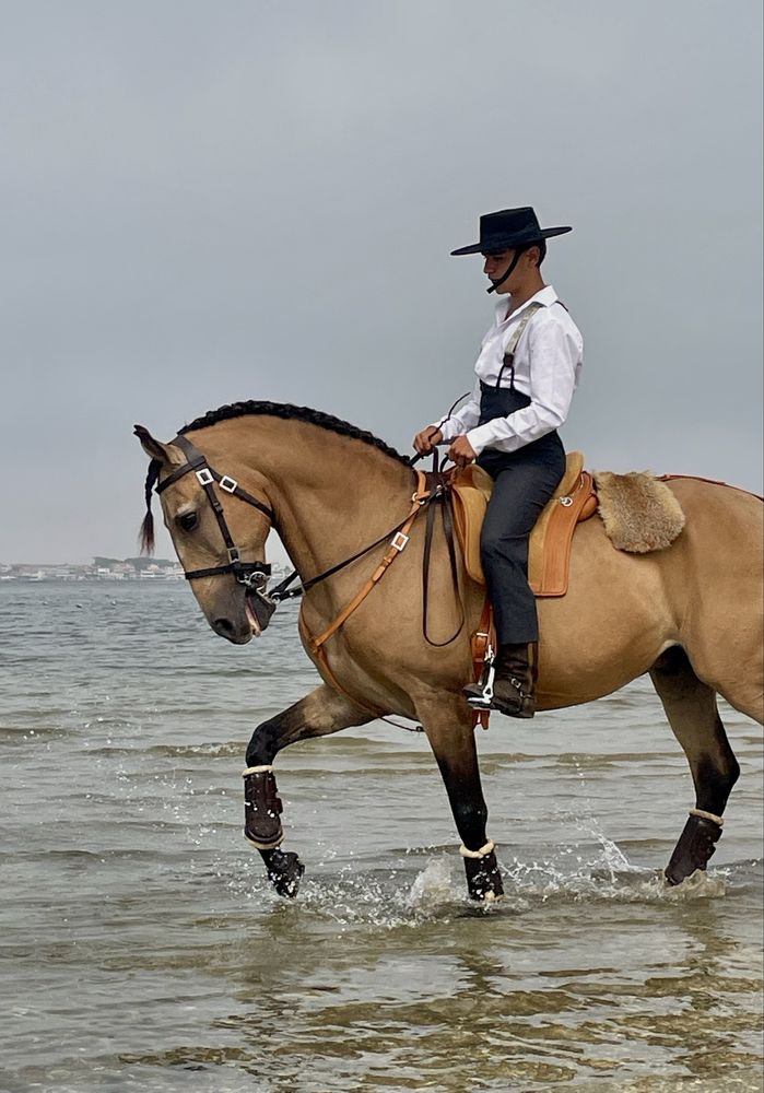 Cavalo Lusitano Montado