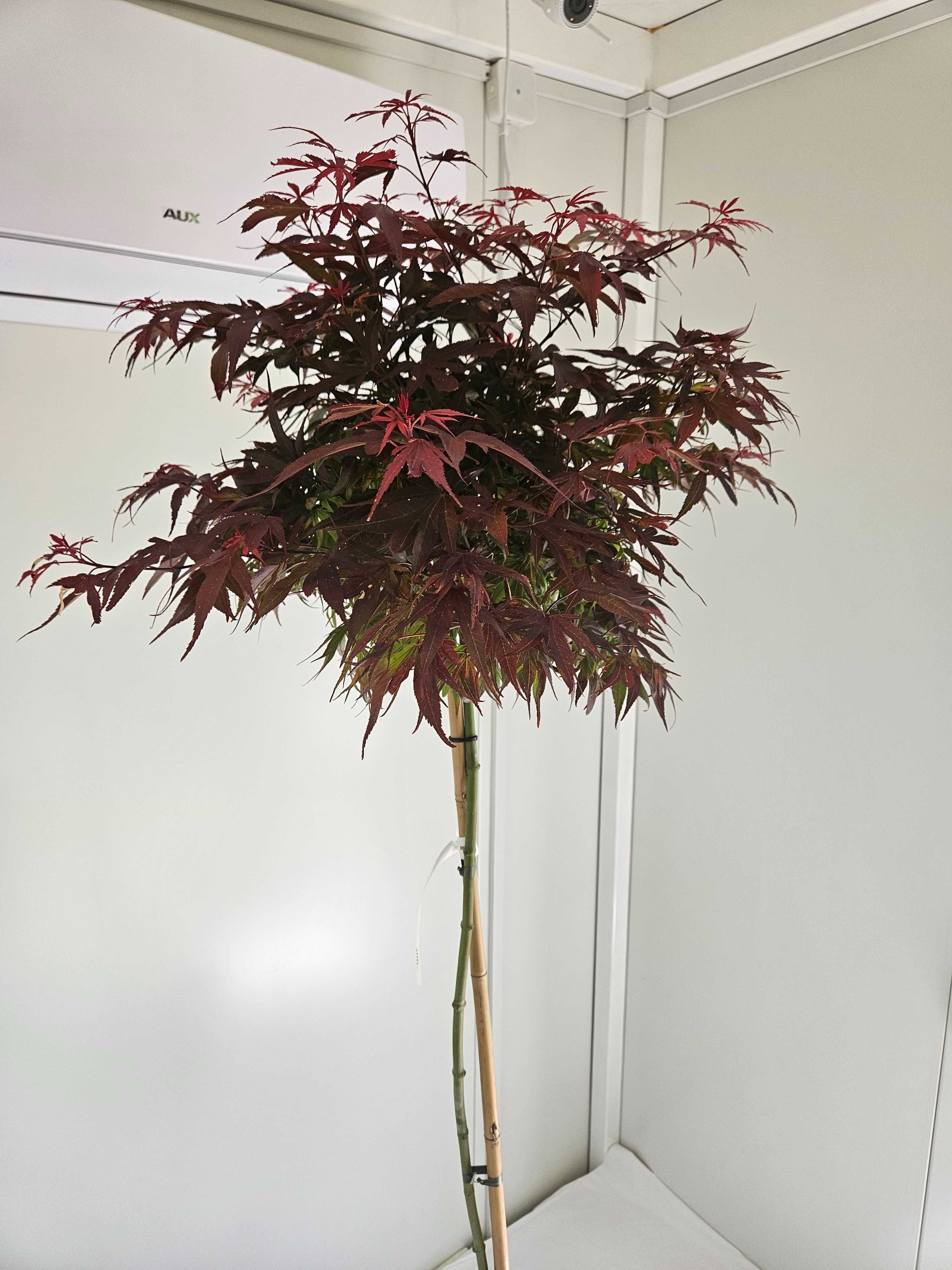 Klon palmowy szczepiony Shaina na pniu – Acer palmatum 'Shaina'