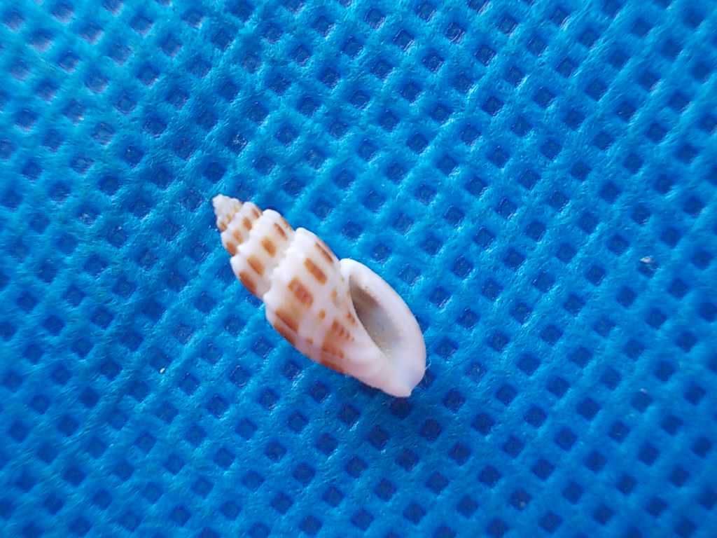 Muszle morskie- Eucithara eupoecila
