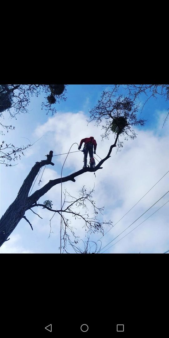 Видалити дерево удалить зрізати обрізка  кронувати спилить видалення