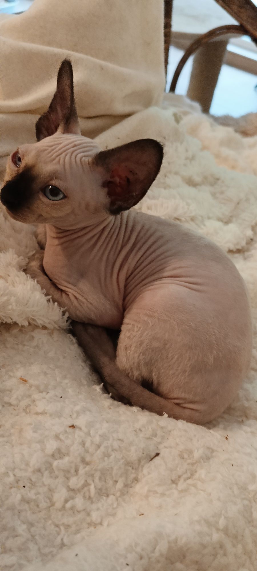 Devon Rex mały kotek