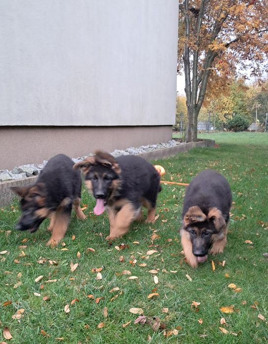 Owczarek niemiecki krótkowłosy fci